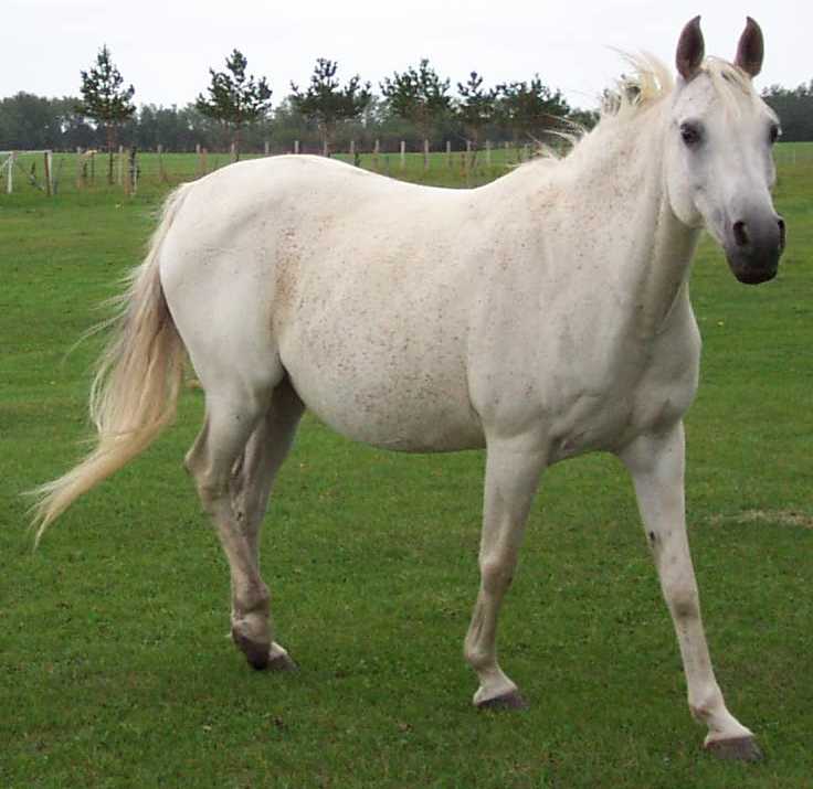 Dharra, grey Arabian