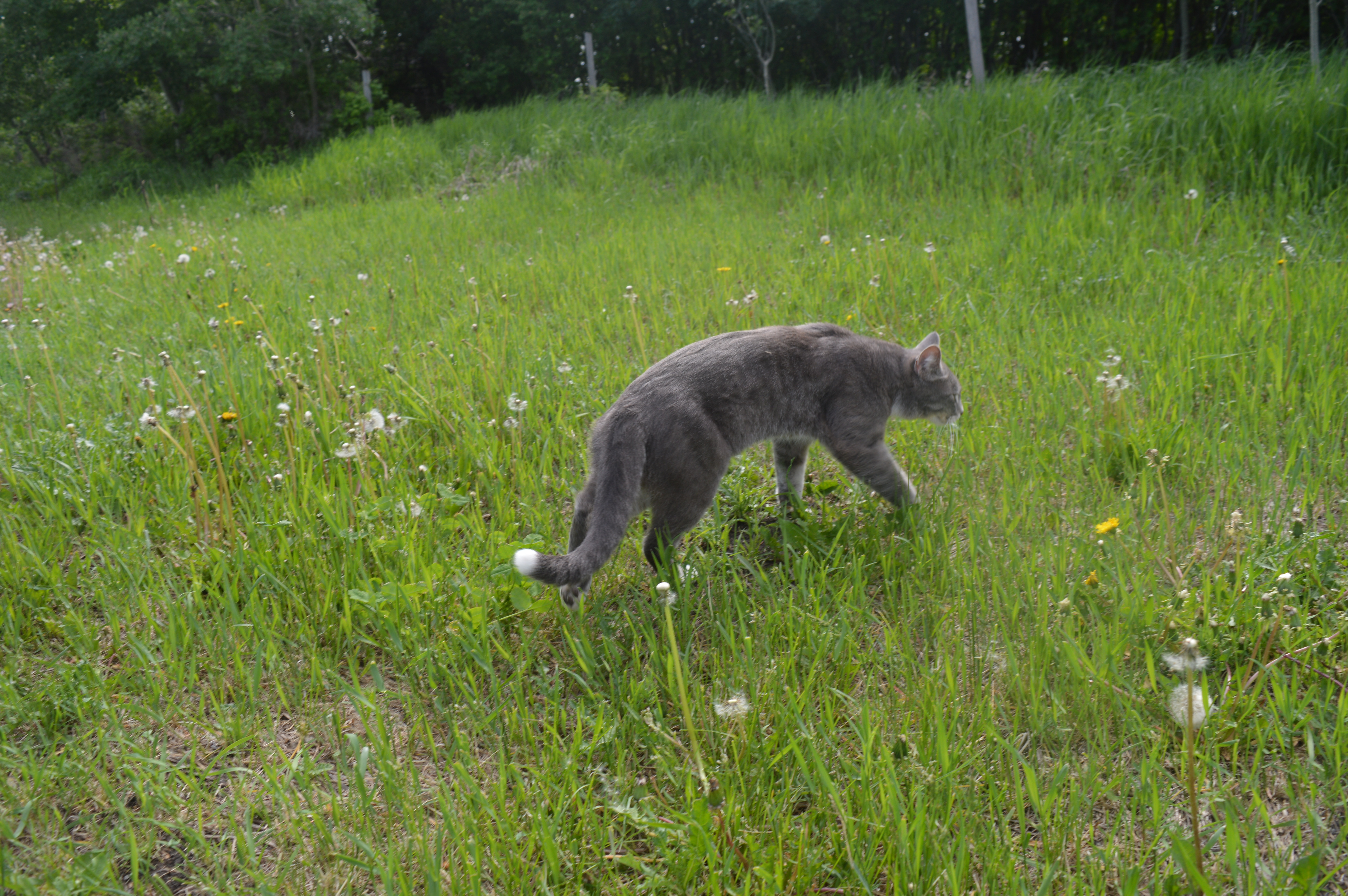 Grey tuxedo tabby cat